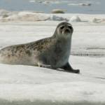 Appeals Court: Arctic ringed seals are threatened species