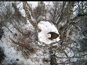 An eagle perches in the nest overseen by the city of Kenai&rsquo;s streaming Eagle Cam on Tuesday, Feb. 20, 2018 in Kenai, Alaska. The camera &mdash; located on the property of a Kenai resident who remains anonymous to protect the eagles from harassment &mdash; streamed online for the first time last July, drawing about 2 million viewer-minutes. On Wednesday, the Kenai city council voted unanimously to spend $1,600 on an upgraded camera for the site. Though the feed is only public in the summer, it still streams into Kenai City Hall, where Kenai information technology manager Dan Castimore took this recent capture. (Courtesy City of Kenai).
