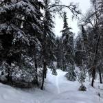 The single track on Tsalteshi Trails offers the chance for snowshoeing and fat biking during the winter while the main trails are open only for skiing. (Photo by Kat Sorensen/Peninsula Clarion)