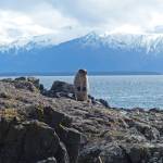 This rodent has a lot to say about climate change