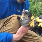 University of Alaska professor and UA Museum of the North curator Dr. Link Olson works with a baby marmot during a scientific study. (Courtesy photo | Kyndall Hildebrandt)