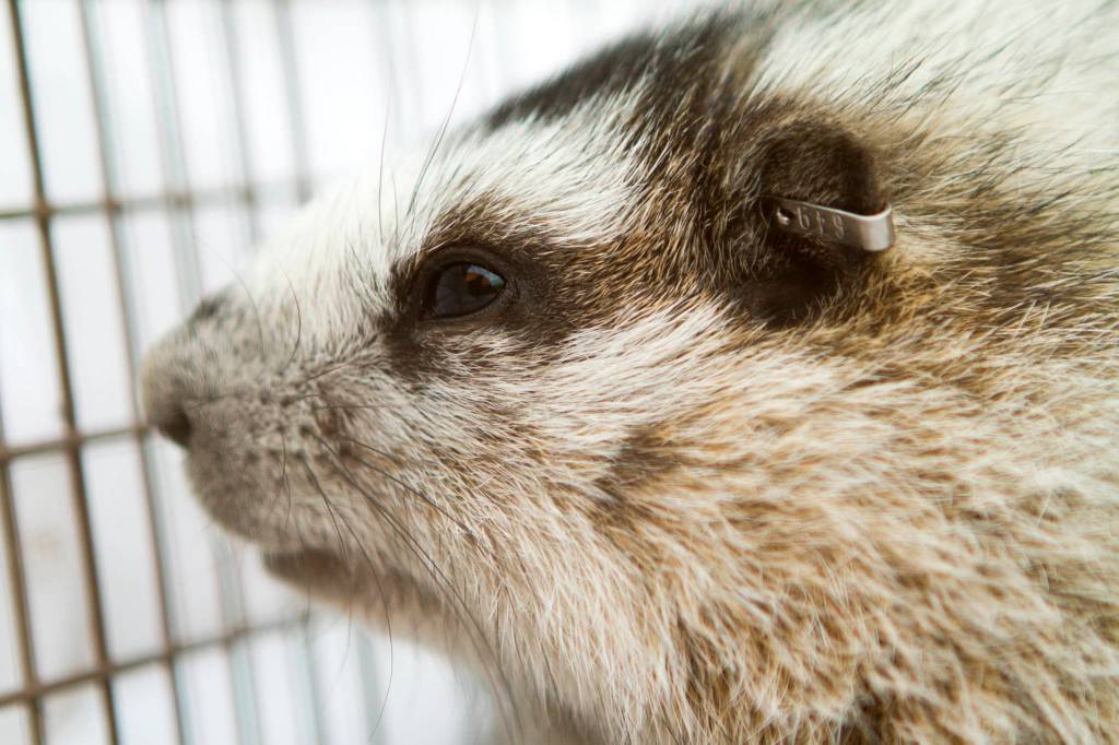 A hoary marmot recovers after being ear tagged during a scientific study. (Courtesy photo | Kelsey Gobroski)