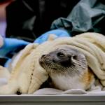 A male ringed seal undergoes rehabilitation at the Alaska SeaLife Center in Seward. The seal pup was transported to the center on March 11 after being found on the rusty pipe on the shore of Dutch Harbor near the city of Unalaska. (Photo courtesy of Alaska SeaLife Center)