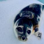 A male ringed seal is photographed at the Alaska SeaLife Center in Seward. The seal pup was transported to the center on March 11 after being found on the rusty pipe on the shore of Dutch Harbor near the city of Unalaska. (Photo courtesy of Alaska SeaLife Center)