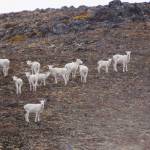 A herd of Dall sheep graze on the side of one of the peaks in the Mystery Hills above the Skyline Trail in September 2017 near Cooper Landing, Alaska. (Photo by Elizabeth Earl/Peninsula Clarion, file)