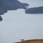 In this August 28, 2017 photo, a mountain goat descends the side of Cecil Rhode Mountain above Kenai Lake near Cooper Landing, Alaska. Mountain goats in Alaska typically live in remote alpine habitats. (Photo by Kat Sorensen/Peninsula Clarion, file)