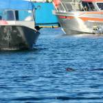 A harbor seal keeps an eye out for an incoming vessel in the Homer Small Boat Harbor during the annual Homer Winter King Derby on Saturday, March 24, 2018 in Homer, Alaska. More than 1,200 anglers headed out onto the waters around Homer to fish for king salmon, docking again by 6 p.m. to see where their fish landed in the rankings. The winning fish, belonging to Charlie Edwards, weighed in at 24.6 pounds. Second place went to Jerry Huff with a 20.9 pound fish, and third to Janet Donnell with a 20.75 pound fish. (Photo by Elizabeth Earl/Peninsula Clarion)