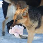Catching the stuffies at Three Friends Dog park.