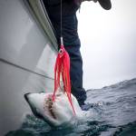 A still from the short film &ldquo;Mako,&rdquo; which will be playing at Saturday&rsquo;s International Fly Fishing Festival in Kenai. (Photo Courtesy of Bird Marketing Group)