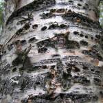 American three-toed woodpeckers on the Kenai Peninsula drill horizontal rows of &ldquo;sap wells&rdquo; into birch trees from which they feed on sap. (Photo courtesy Ted Bailey)