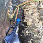 Birches offer up free brew this time of year on the Kenai Peninsula. (Photo courtesy John Morton)