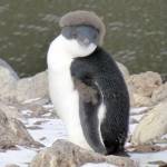 A molting Adelie penguin sits on Paulet Island in the Weddell Sea. (Photo courtesy of Sue Mauger)