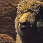A sheep waits in the barn at Lancashire Farm on Thursday, May 3, 2018 in Soldotna, Alaska. The farm, established in 1948, raises sheep both for wool and for meat. (Photo by Elizabeth Earl/Peninsula Clarion)