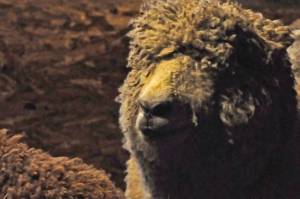 A sheep waits in the barn at Lancashire Farm on Thursday, May 3, 2018 in Soldotna, Alaska. The farm, established in 1948, raises sheep both for wool and for meat. (Photo by Elizabeth Earl/Peninsula Clarion)