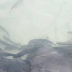 KRSA Trout pond gave kids a chance to bring home supper.