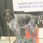 Hunting dog demonstrations were part of this year&rsquo;s Sport, Rec & Trade Show.