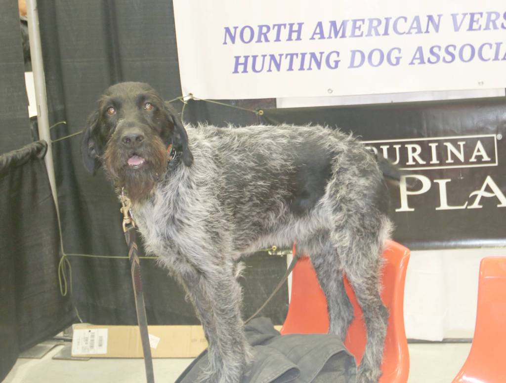 Hunting dog demonstrations were part of this year&rsquo;s Sport, Rec & Trade Show.