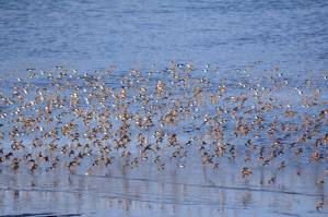 Western sandpipers, dunlins and maybe a few least sandpipers feed in Mud Bay on Tuesday night. A pulse of about 8,000 sandpipers flew in Tuesday.