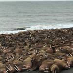 In this April 7, 2018 photo provided by John Christensen Jr., Pacific walruses rest on a beach a few miles outside Port Heiden, Alaska. Male walruses traditionally spend summers in the Bering Sea near Bristol Bay about 120 miles north of Port Heiden. The U.S. Fish and Wildlife Service says they may be seeking new foraging grounds. (John Christensen Jr. via AP)