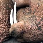 In this April 7 photo provided by John Christensen Jr., a Pacific walrus rests on a beach a few miles outside Port Heiden(John Christensen Jr./via AP)