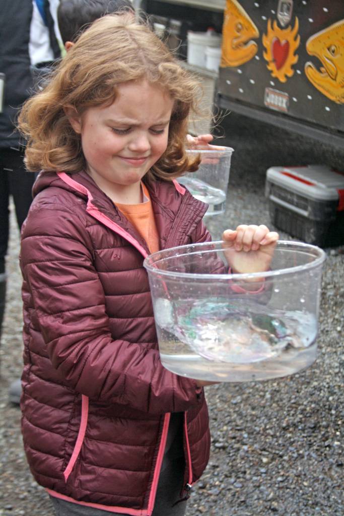 A student carries a rainbow trout at Johnson Lake State Recreation Site in Kasilof. Approximately 950 borough students released 5,000 fish into Johnson Lake as part of an Alaska Department of Fish and Game restocking effort. (Photo by Erin Thompson/Peninsula Clarion)