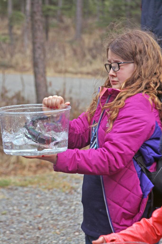 A student carries a rainbow trout at Johnson Lake State Recreation Site in Kasilof. Approximately 950 borough students released 5,000 fish into Johnson Lake as part of an Alaska Department of Fish and Game restocking effort. (Photo by Erin Thompson/Peninsula Clarion)