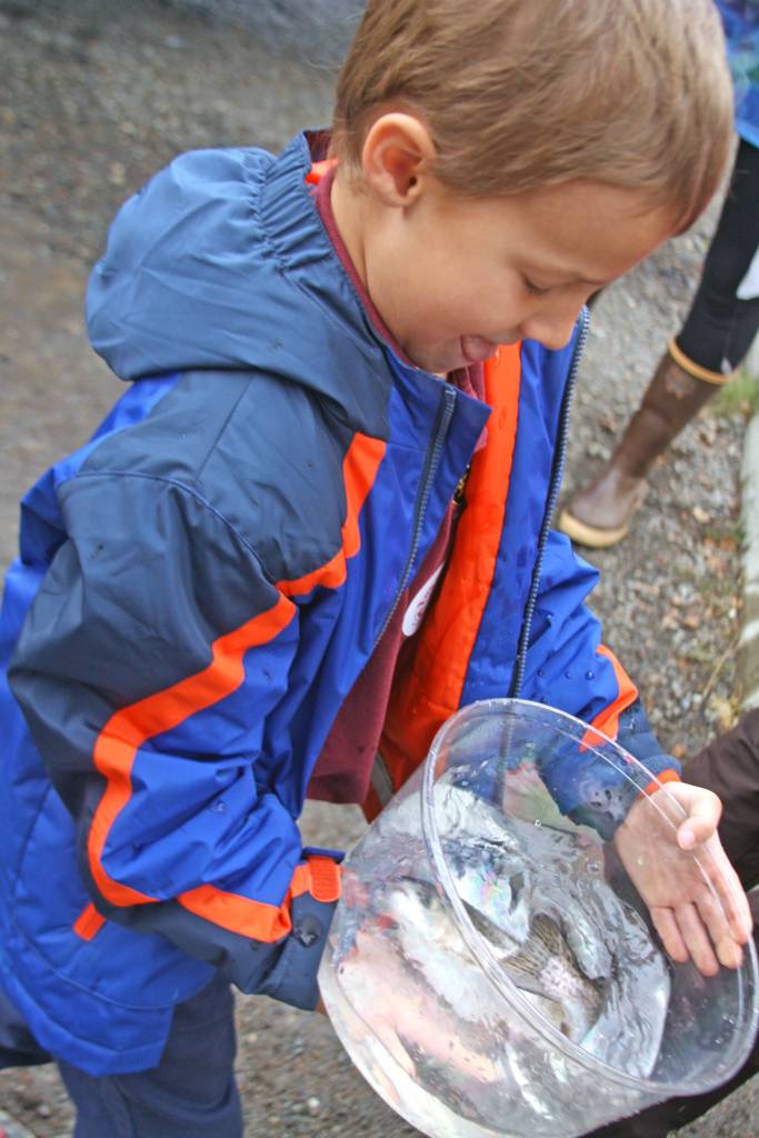 A student carries a rainbow trout at Johnson Lake State Recreation Site in Kasilof. Approximately 950 borough students released 5,000 fish into Johnson Lake as part of an Alaska Department of Fish and Game restocking effort. (Photo by Erin Thompson/Peninsula Clarion)