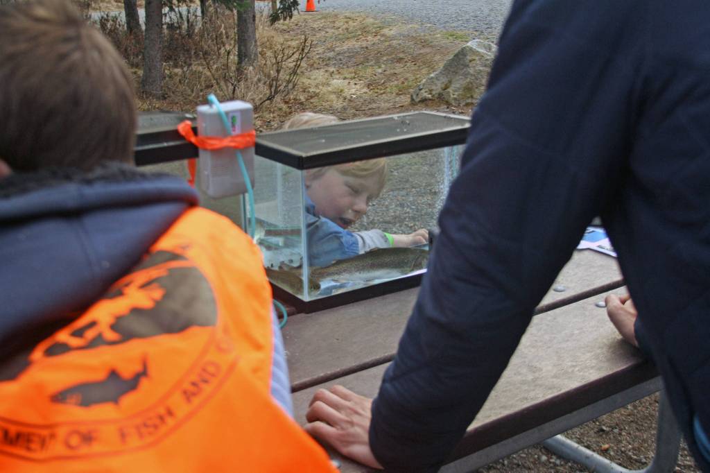 A student examines a rainbow trout at one the educational stations set up during the 18th Annual Kenai Peninsula Salmon Celebration at Johnson Lake State Recreation Site in Kasilof on Thrusday. Approximately 950 borough students released 5,000 fish into Johnson Lake as part of an Alaska Department of Fish and Game restocking effort. (Photo by Erin Thompson/Peninsula Clarion)