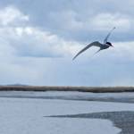 An Arctic tern swoops in search of fish on the banks of the Kenai River near the Warren Ames Bridge on Monday, May 14, 2018 in Kenai, Alaska. (Photo by Elizabeth Earl/Peninsula Clarion)