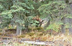 A cow moose browses in the trees near the Homer Electric Association building on Wednesday, May 16, 2018 in Kenai, Alaska. In the spring, female moose give birth to their calves, and are eating what they can after a long, lean winter, leading them to be somewhat defense and aggressive. The Alaska Department of Fish and Game warns people to stay away from moose this time of year. (Photo by Elizabeth Earl/Peninsula Clarion)