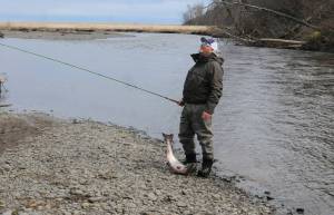 Terry Umatum of Anchorage takes a deep breath after landing his Anchor River king salmon on Saturday, May 19, 2018 in Anchor Point, Alaska. The Anchor River opening May 19 was the first chance for freshwater anglers on the Kenai Peninsula to catch king salmon. Saturday proved a slow morning for fishing &mdash; Umatum said he waited about 5 hours to catch his king &mdash; though it&rsquo;s still early in the season. The Alaska Department of Fish and Game&rsquo;s weir on the Anchor River has counted precisely zero kings so far this year, as of Saturday, though the weir is positioned several miles upriver from the mouth. (Photo by Elizabeth Earl/Peninsula Clarion)
