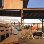 Dogs trot around the 3 Friends Dog Park on Monday, May 21, 2018 in Soldotna, Alaska. (Photo by Elizabeth Earl/Peninsula Clarion)