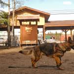 A dog trots in the 3 Friends Dog Park on Monday, May 21, 2018 in Soldotna, Alaska. (Photo by Elizabeth Earl/Peninsula Clarion)