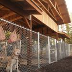 A dog keeps watch for new visitors to the 3 Friends Dog Park on Monday, May 23, 2018 in Soldotna, Alaska. (Photo by Elizabeth Earl/Peninsula Clarion)