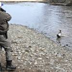 Terry Umatum of Anchorage banks his Anchor River king salmon on Saturday, May 19, 2018 in Anchor Point, Alaska. The Anchor River opening May 19 was the first chance for freshwater anglers on the Kenai Peninsula to catch king salmon. Saturday proved a slow morning for fishing &mdash; Umatum said he waited about 5 hours to catch his king &mdash; though it&rsquo;s still early in the season. The Alaska Department of Fish and Game&rsquo;s weir on the Anchor River has counted precisely zero kings so far this year, as of May 17, though the weir is positioned several miles upriver from the mouth. (Photo by Elizabeth Earl/Peninsula Clarion)