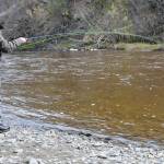 Terry Umatum of Anchorage banks his Anchor River king salmon on Saturday, May 19, 2018 in Anchor Point, Alaska. The Anchor River opening May 19 was the first chance for freshwater anglers on the Kenai Peninsula to catch king salmon. Saturday proved a slow morning for fishing &mdash; Umatum said he waited about 5 hours to catch his king &mdash; though it&rsquo;s still early in the season. The Alaska Department of Fish and Game&rsquo;s weir on the Anchor River has counted precisely zero kings so far this year, as of May 17, though the weir is positioned several miles upriver from the mouth. (Photo by Elizabeth Earl/Peninsula Clarion)
