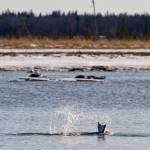 A beluga splashes its tail in the Kenai River on April 2, 2018 in Kenai, Alaska. Between mid-March and April, beluga researcher Kimberly Ovitz observed 42 groups of up to 27 belugas traveling up and down the Kenai River, a habitat Ovitz said &ldquo;has sort of been forgotten in the world of beluga research.&rdquo; (Photo courtesy of Rickard Sjoeberg)