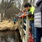 Kalifornsky Beach Elementary School fifth grade students in Jason Daniels&rsquo; class peer into Slikok Creek from a bridge on a trail near the school on Friday, May 18, 2018 near Soldotna, Alaska. The class worked with the Kenai Watershed Forum this year to improve the trail and place plant identification signs along it. (Photo by Elizabeth Earl/Peninsula Clarion)
