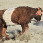 A stray cow struggles against a lasso Friday during events at the PCRS Rodeo at the Soldotna Rodeo Grounds. (Photo by Joey Klecka/Peninsula Clarion)