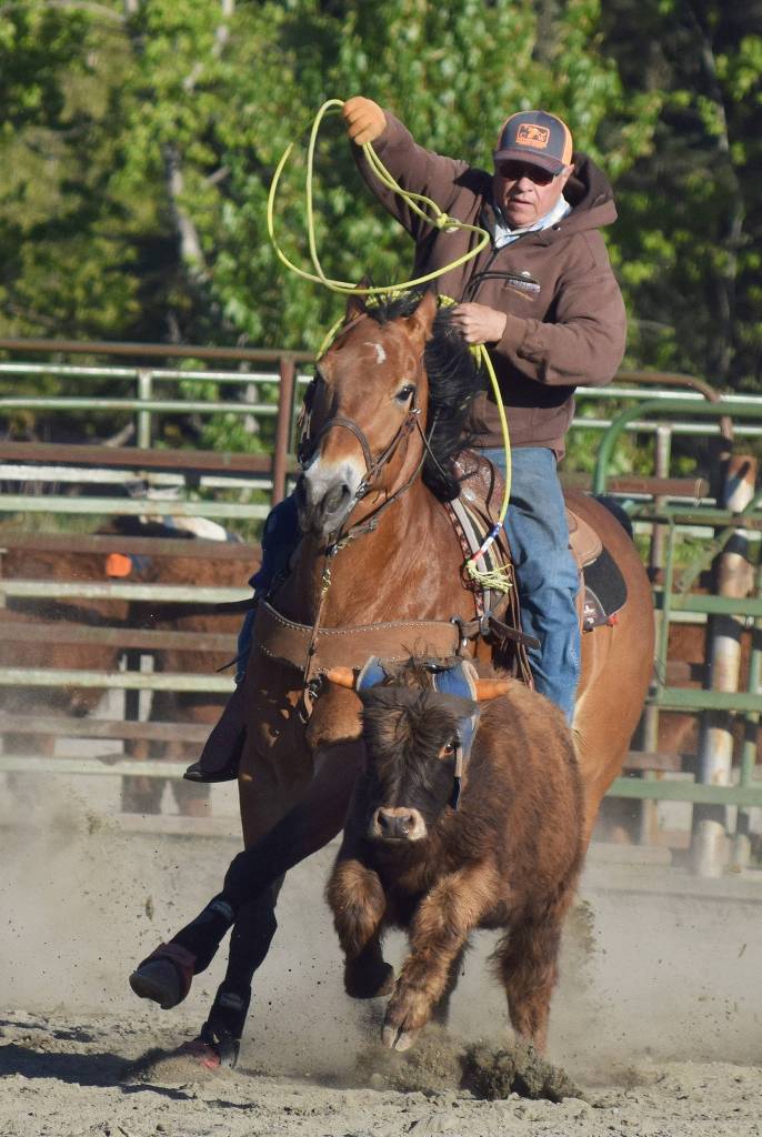 Charlie Willis chases down a cow in a cattle roping routine Friday during events at the PCRS Rodeo at the Soldotna Rodeo Grounds. (Photo by Joey Klecka/Peninsula Clarion)