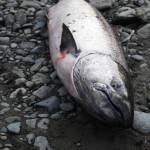 An Anchor River king salmon landed by Anchorage resident Terry Umatum lies on the bank Saturday, May 19, 2018 in Anchor Point, Alaska. (Photo by Elizabeth Earl/Peninsula Clarion)
