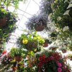 Blooming baskets hang from the ceiling of the Rusty Ravin greenhouse on Friday, June 1, 2018 near Kenai, Alaka. The Rusty Ravin&rsquo;s greenhouse has been full of pre-ordered flower baskets this spring waiting to be picked up because it&rsquo;s been too chilly for customers to put them outside yet without risking their flowers dying. Now that the chill is fading from the air on the Kenai Peninsula, gardeners are getting into growing season. (Photo by Elizabeth Earl/Peninsula Clarion)