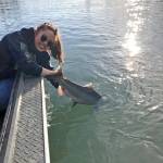 Melia Miller releases the Kenai River king salmon she caught on Memorial Day on the lower Kenai River. (Photo courtesy Scott Miller)