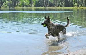 Nadia the German shepherd retrieves a tennis ball from Arc Lake on Wednesday, June 14, 2018 in Soldotna, Alaska. Wednesday brought sunny skies and temperatures in the mid-60s across the central Kenai Peninsula, drawing people out to the parks and lakes to enjoy the weather. Vendors and food trucks were setting up shop in Soldotna Creek Park during the day as well for Soldotna&rsquo;s weekly Wednesday Market and Music in the Park event, which takes place each week in the summer months. (Photo by Elizabeth Earl/Peninsula Clarion)