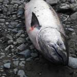 An Anchor River king salmon lies on the bank Saturday, May 19, 2018 in Anchor Point, Alaska. (Photo by Elizabeth Earl/Peninsula Clarion)