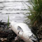 In this Sunday, June 11, 2017 photo, a sockeye salmon hooked by a lucky angler rests on the bank of the Kenai River downstream of the confluence with the Russian River near Cooper Landing, Alaska. (Elizabeth Earl/Peninsula Clarion)