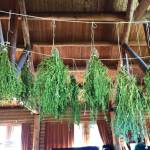 Wild chamomile hangs to dry inside the Ionia Community Center on Tuesday, July 3, near Kasilof, Alaska. (Photo by Victoria Petersen/Peninsula Clarion)