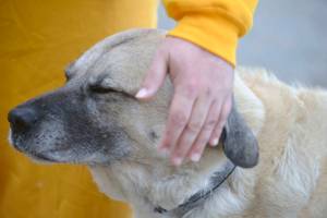 Taz, a 9-year-old half-Great Pyrenees, half-bull mastiff, gets some love from inmate Ernest Rogers on June 28 at the Wildwood Correctional Complex in Kenai, Alaska. Taz calls the prison home after being adopted as part of the SPOT (Shelter Pet Obedience Training). (Photo by Erin Thompson/Peninsula Clarion)