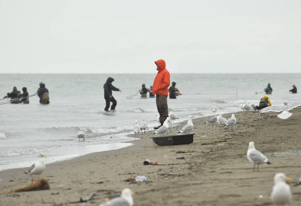 A man surveys the water on Tuesday, July 10, 2018, as dipnetters try their hand at catching salmon during the first day of dipnetting season in Kenai, Alaska. (Photo by Erin Thompson/Peninsula Clarion)