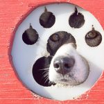 One of Kasilof musher Monica Zappa's dogs peers out from her truck during a trip into Kenai before the 2014 Iditarod race.